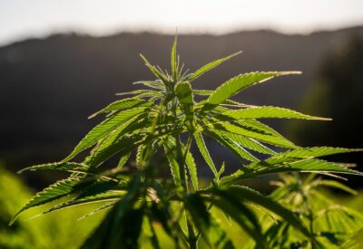 Cannabis Cultivation